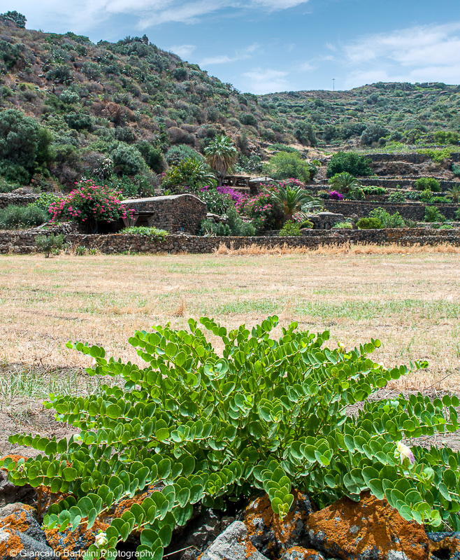 Pianta del cappero di Pantelleria