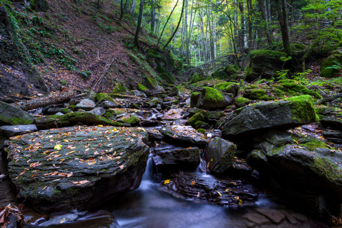 Foreste di Campigna