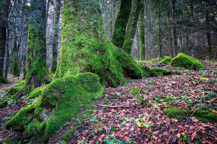 Sottobosco del Fangacci